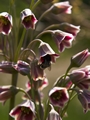 Nectaroscordum siculum-2 Czosnek